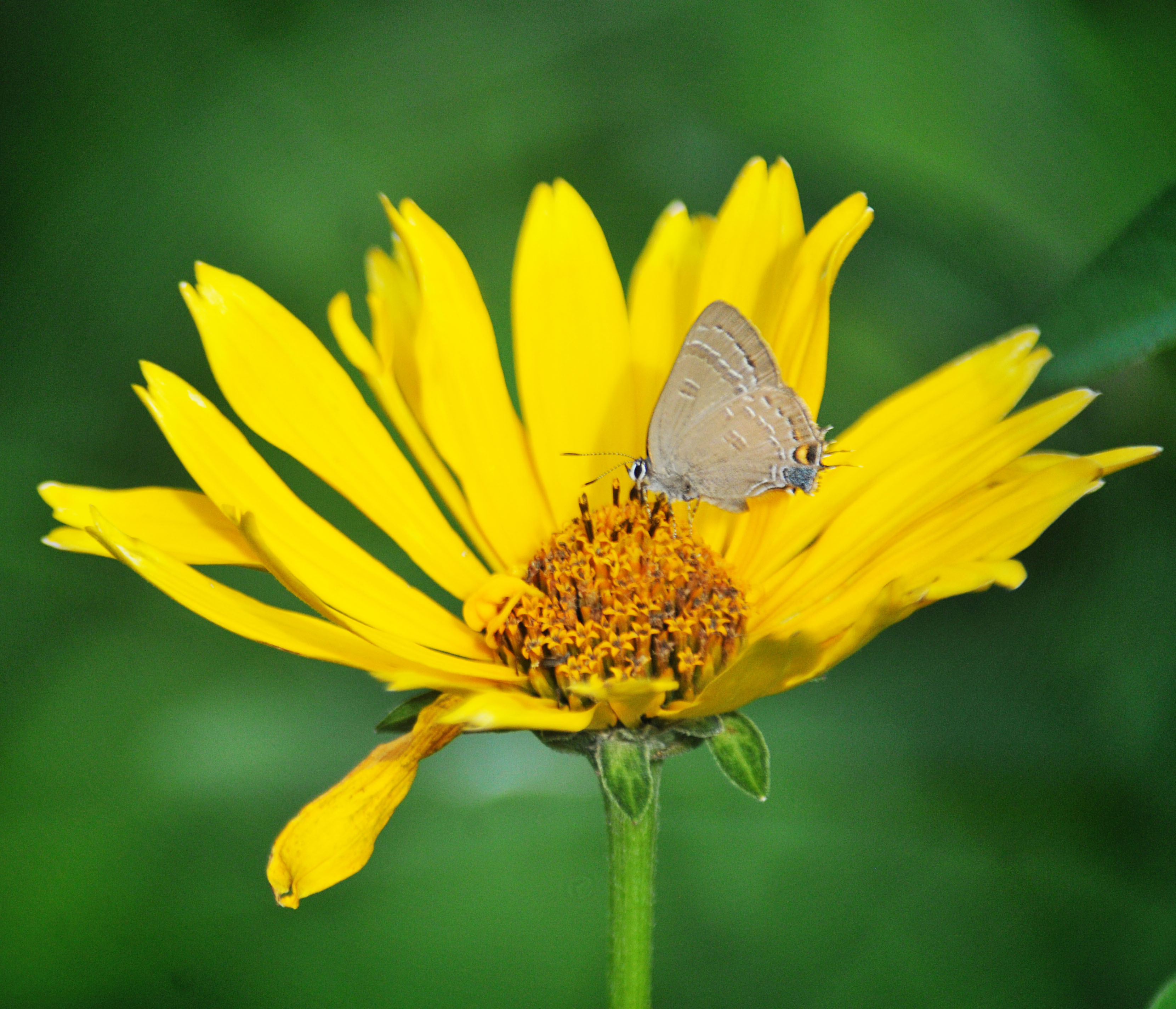 Bee Collecting Pollen