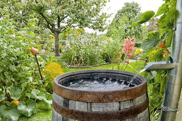 Rain Barrel