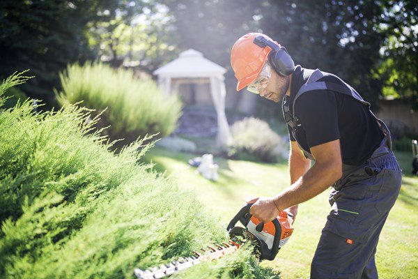 Worker trimming hedges